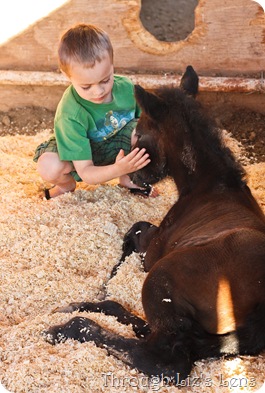 Baby Horse (33 of 125)