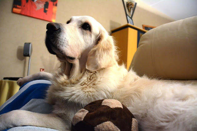 Golden Retriever ball