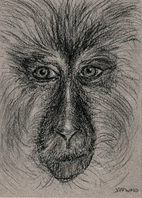 macaque monkey sketch