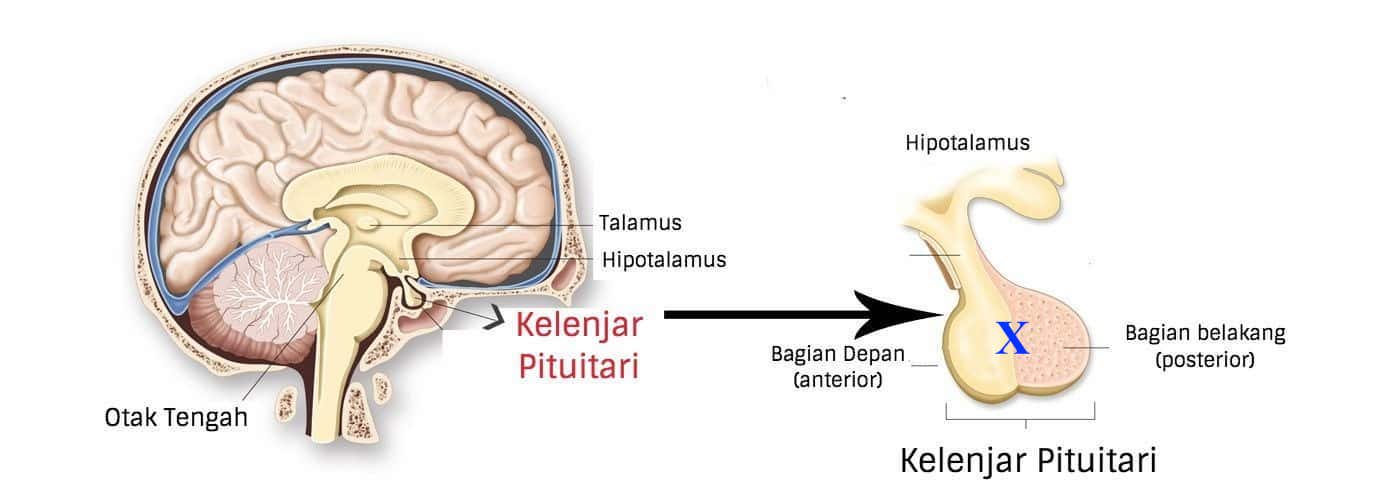 Fungsi Bagian Yang Ditunjuk Huruf X Adalah Berbagai 