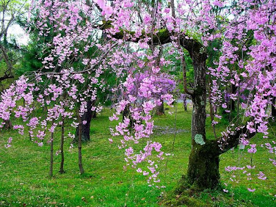 Spring Flower Sakura Photos by cool wallpapers at cool and beautiful wallpapers