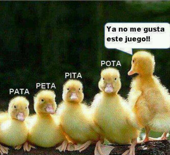 PATITOS