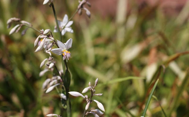 Arthropodium Cirratum Flowers Pictures