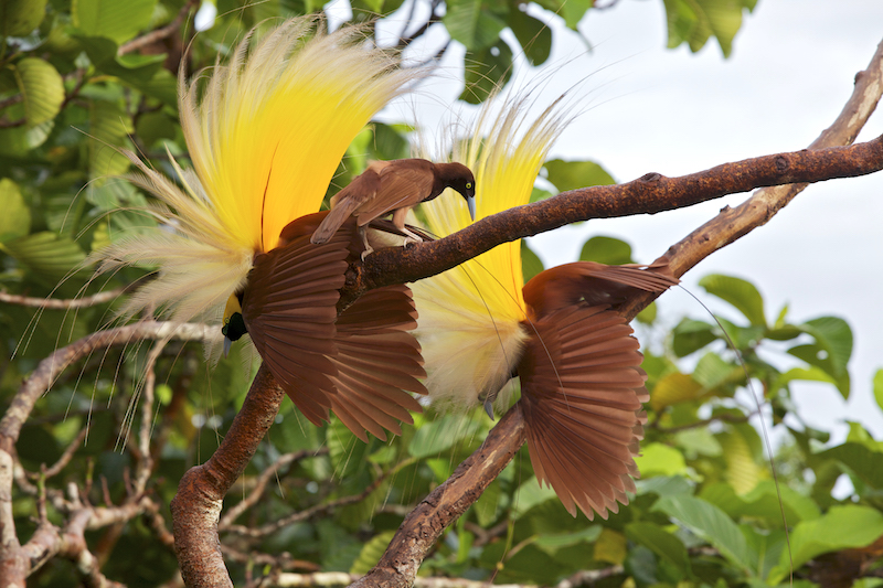 Download 83 Koleksi Gambar Flora Dan Fauna Peralihan  