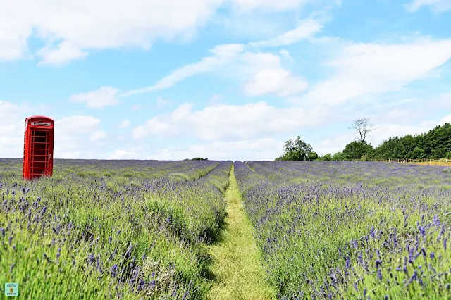 Mayfields Lavender Fields, Londres