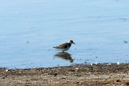 Correlimos menudo (Calidris minuta)