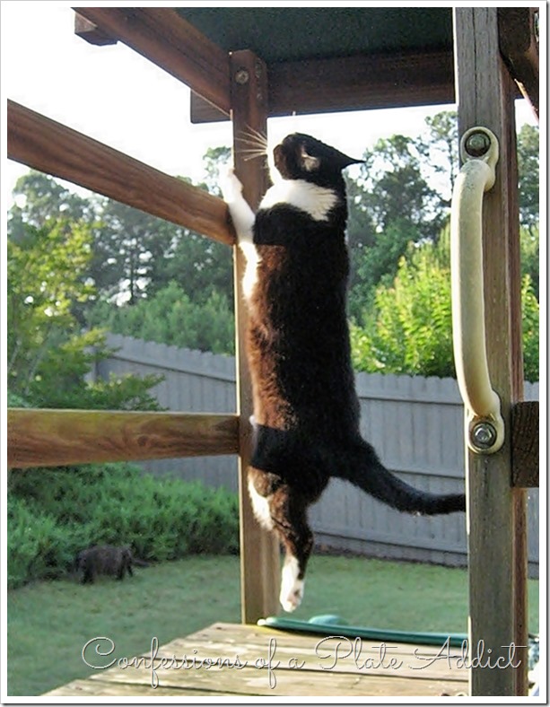 Kitty