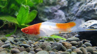 Swordtail Fish Ultra HD Wallpaper