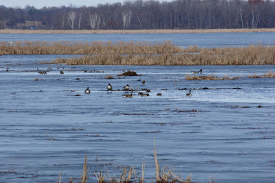 geese and swans on open water, late Feb. 2017