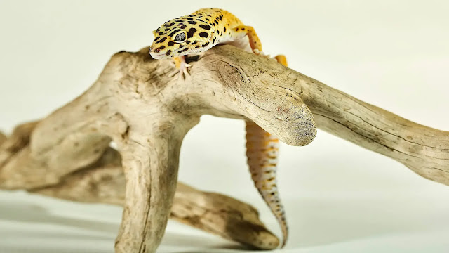 Leopard Geckos