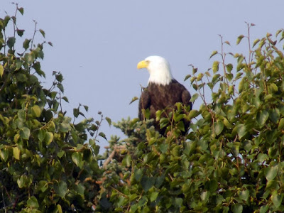 Never Tire of these Beautiful Birds - Bald Eagle