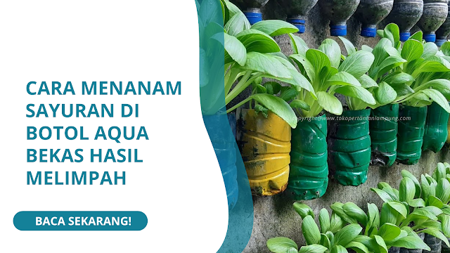 Cara Menanam Sayuran di Botol Aqua