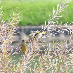 【本日の鳥写真】カワラヒワ