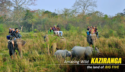 Kaziranga Elephant Safari -NatureWings