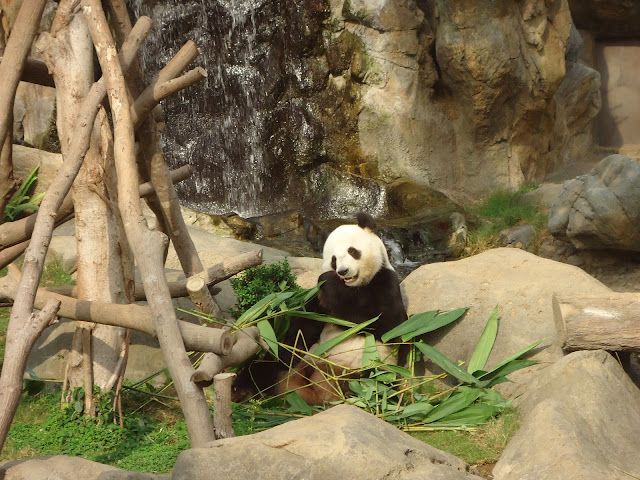 Panda at Ocean Park Hong kong