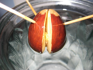 Growing An Avocado