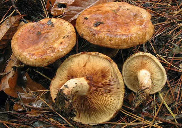 Paxillus involutus