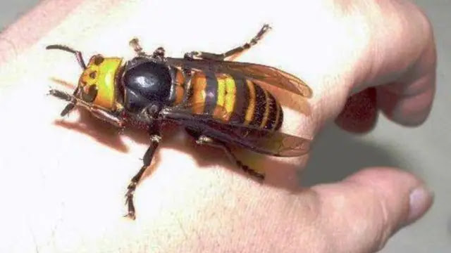 Top 10 most dangerous insect in the world