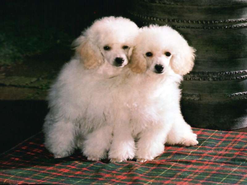 Kuvasz Puppies desktop wallpaper. Cute Puppies | Cute Puppy Wallpapers