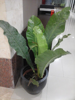 Anthurium