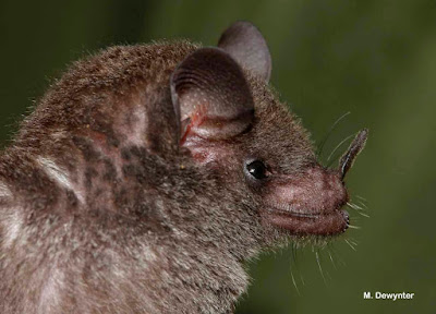 murcielagos argentinos