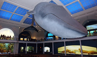 american-museum-of-natural-history