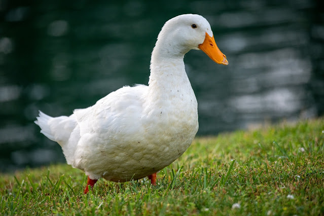 The 10 Largest Ducks In The World