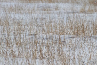 Tall Grass Prairie