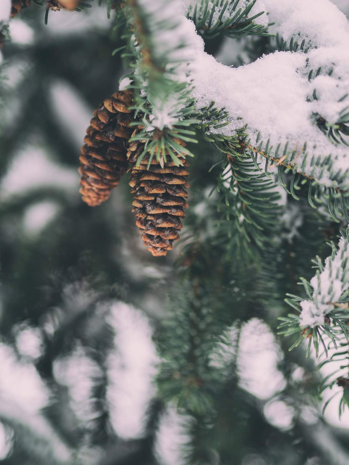 Two Pine Cones | Aaron Burden via Unsplash