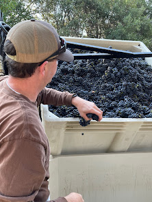 Winemaker Joe sorts berries of Pinot Noir