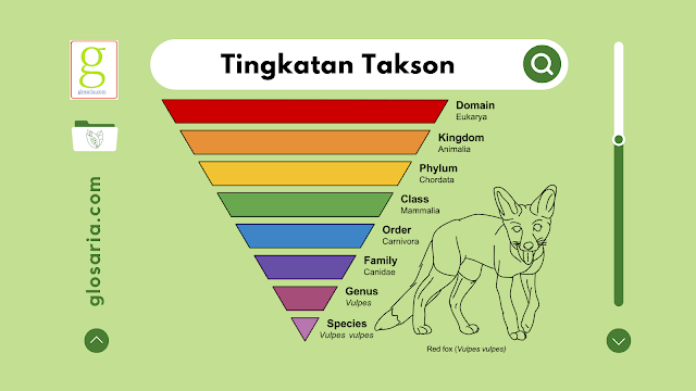 Tingkatan Takson: Pengertian, Klasifikasi, dan Contohnya