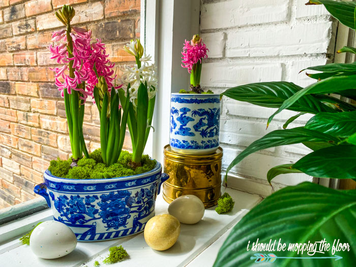 Potted Hyacinth Bulbs