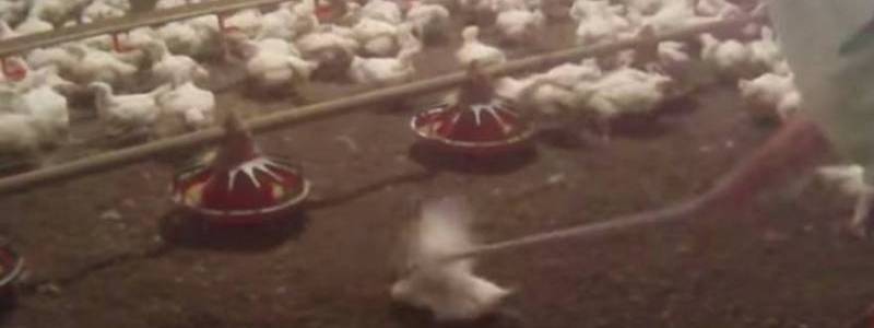 Δείτε το βίντεο-φρίκη που έκανε τα McDonald's να αλλάξουν προμηθευτή κοτόπουλων