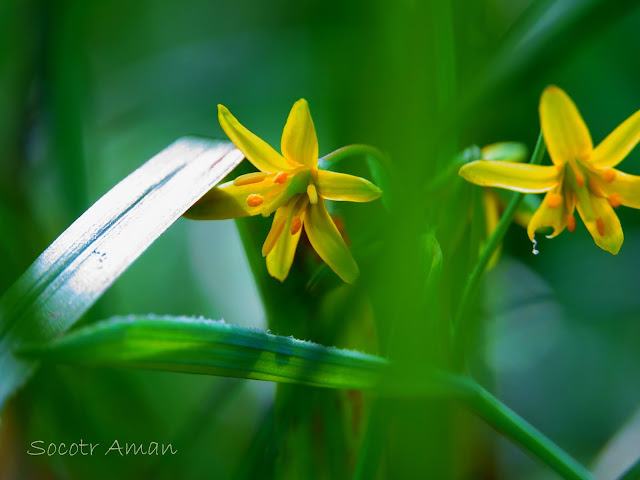 Gagea lutea