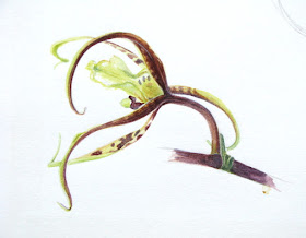 Brassia arania verde, Spider orchid watercolour study by Shevaun Doherty