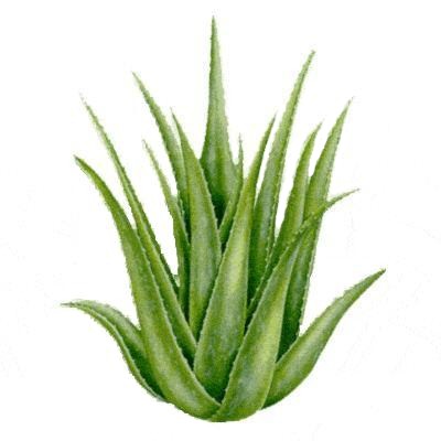Jus d aloes