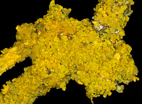 Xanthoria polycarpa. Orpington Field Club outing to Blackbush Shaw, Cudham, on 19 November 2011.