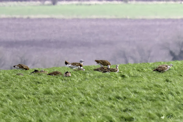 Great bustard