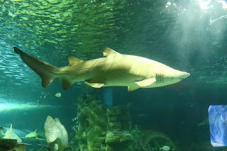 Carcharias taurus