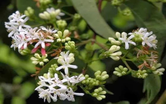 10 Bunga  Paling Langka  di Dunia Wow Menariknya