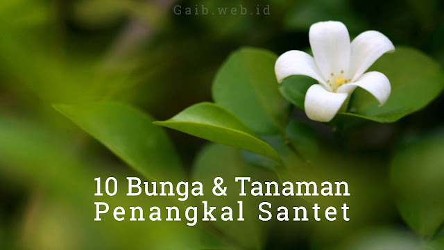 Jenis Tanaman dan bunga Penangkal Santet