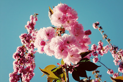 Sakura Blooms Eternal: Japan’s Gift to America Keeps Giving