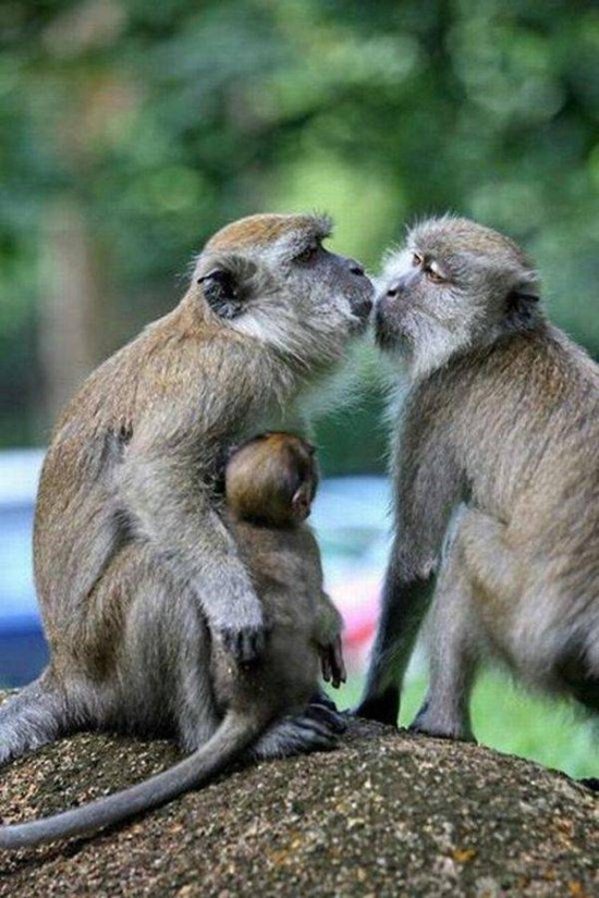 Some pictures of adorable animals kissing.