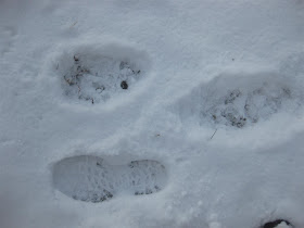 black bear tracks next to my footprint