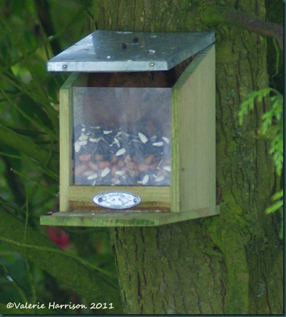 4 squirrel-in-feeder