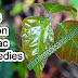 Top 3 Poison Sumac Remedies