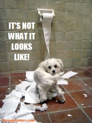 Funny  on Funny Dog Eating Toilet Paper Caption
