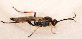 Male ichneumon wasp.  Hayes light trap, 6 June 2015.