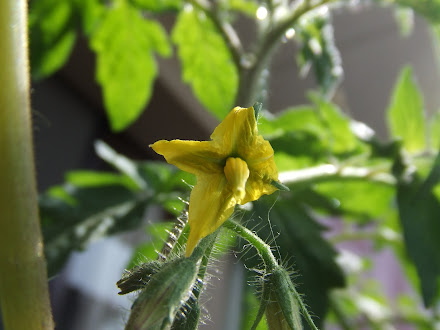 フルーツルビーEXの開花第一号