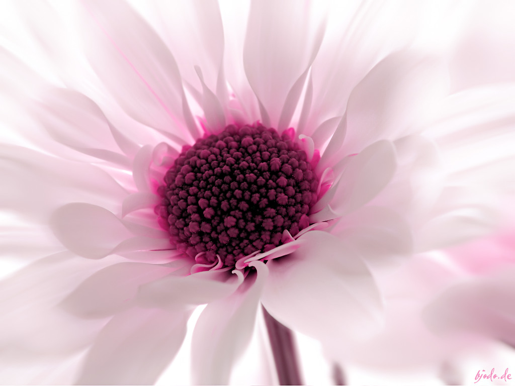 wallpaper flower wallpaper flower wallpaper pink flower wallpaper 